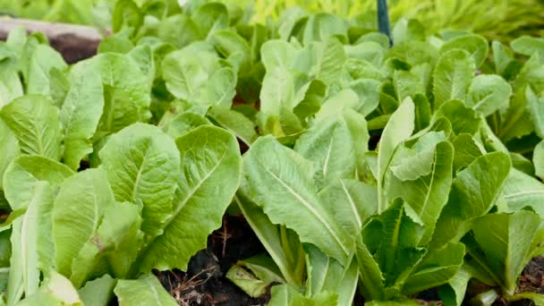 Légumes Verts Frais Dans Les Champs Agricoles Produits Biologiques Nature — Video