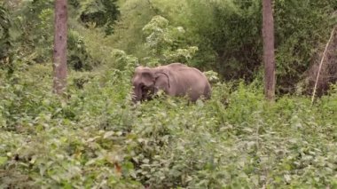Fil Doğa Parkı. Tayland 'daki doğal koruma alanındaki Asya fili. Gelişen, çevre bilinci olan bir yaşam alanında eğitim turu..