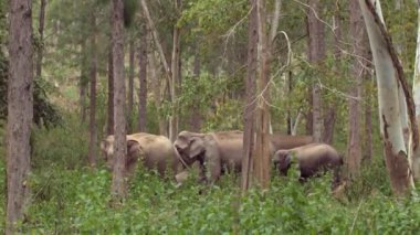 Tayland Doğa Parkı 'nda Asya Fil Ailesi. Mutlu fillerle vahşi yaşam macerası. Gri devler yemyeşil ormanda yürüyorlar, Asya 'da güzel bir tapınak..