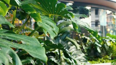 Egzotik Canavar Yaprağı. Güzel canavar yapraklarının yakınlaşması. Açık hava tasarımı için parlak, tropikal bir arka plan. Yeşillik ormanında doğa çalışmaları.