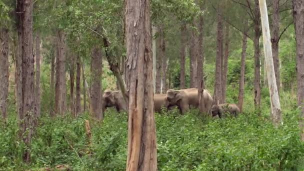 泰国萨法里的雄伟的亚洲象 当他们在绿色的热带雨林保护区里自由漫步时 见证着他们的自然美 真正的野生动物探险 — 图库视频影像