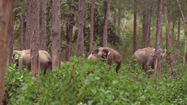 Asiatiska Elefanter Green Sanctuary Hotas Skönheter Roaming Fritt Thailändsk Reserv — Stockvideo