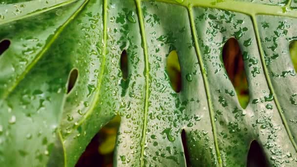 Close Folhas Monstera Verde Folhagem Tropical Flora Exuberante Fundo Botânico — Vídeo de Stock