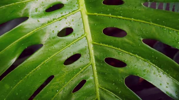 Tropikalny Wzór Potwora Wykwintne Wiecznie Zielone Liście Tworzą Bujne Tło — Wideo stockowe