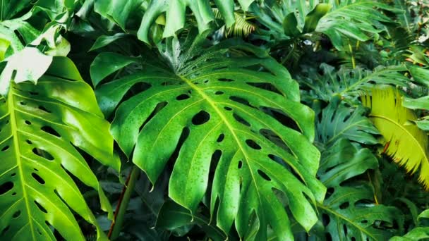 Βοτανικός Κλάδος Monstera Ανάπτυξη Τεράτων Διακοσμητικό Φυτό Φυλλάδιο Πλούσια Πράσινη — Αρχείο Βίντεο
