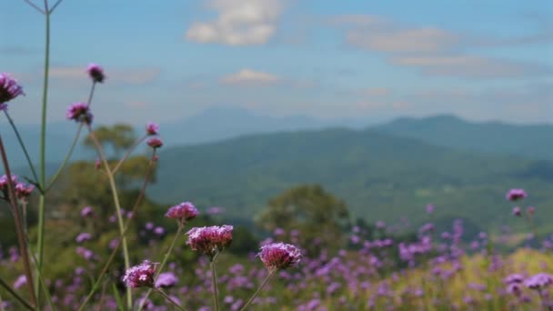 Atemberaubender Blick Auf Die Berge Durch Ein Feld Blühender Wildblumen — Stockvideo