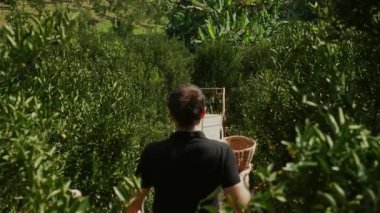 Beyaz çiftçi yeşil meyve bahçesinde taze mandalina topluyor. Yaz tarımı ve çiftliği. Arka plan