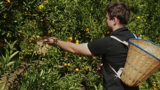 Homme Cueillant Soigneusement Les Mandarines Mûres Arbre Dans Jardin Fruits — Video