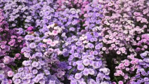 Фиолетовый Полевой Цветок Весной Цветет Красочный Цветочный Фон Живая Природа — стоковое видео