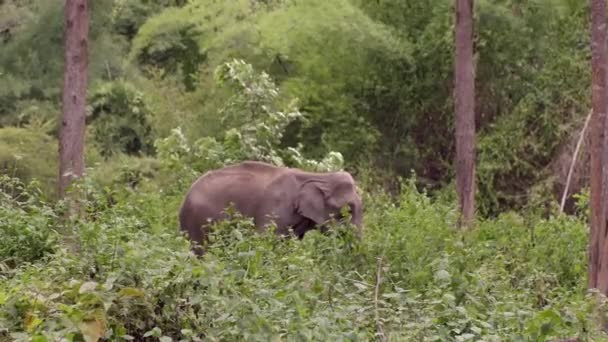 泰国大象自然公园里的亚洲大象 雄伟的成年哺乳动物 绿色热带雨林栖息地 行动中的养护 — 图库视频影像
