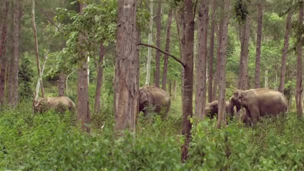 Yağmur Ormanlarında Fil Barınağı Var Dolgun Derililerin Doğal Ortamlarındaki Güzelliklerine — Stok video