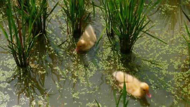 夏天阳光灿烂的时候 可爱的小鸭子在绿色的池塘里游泳 幼小的小鸭在水里自由地漂浮着 流露出纯粹的自然快乐 可爱野生动物的概念及其要素 — 图库视频影像
