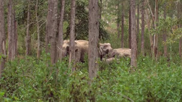 快乐的大象在荒原丛林里 亚洲的厚皮动物在河边享受着一天的快乐时光 为这些伟大的生物提供了一个自然的天堂 — 图库视频影像
