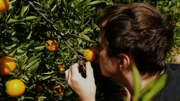 A man sniffs a fresh, ripe tangerine on a branch in a lush green garden. The juicy orange fruit hangs among glossy leaves, a testament to the bounty of nature.