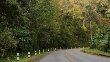 Asya orman yolu. Boş asfalt yollar Asya 'da yemyeşil bir orman ve yol gösteren sarı işaretler var. Doğanın güzelliğini keşfedin.