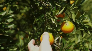 Ağaçta yetişen olgun portakallar veya mandalinalar güneşli meyve bahçesinde, organik narenciye meyveleri sulu vitaminler ve tatlı tatlar, taze ve sağlıklı tropikal ekinler..