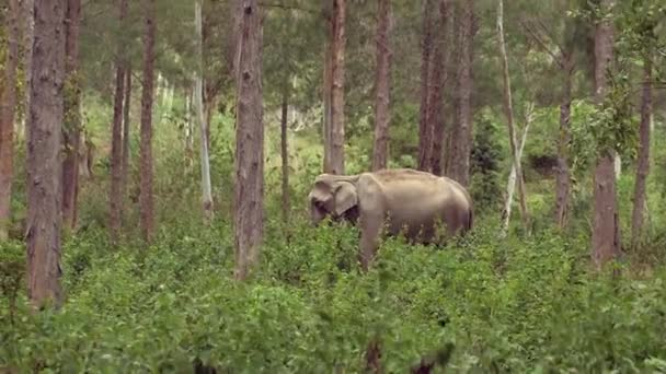 Vadázsiai Elefánt Thaiföldi Dzsungel Veszélyeztetett Óriás Hatalmas Bika Elefántcsont Agyarak — Stock videók