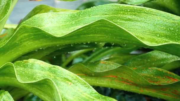 Chuva Refrescante Nas Folhas Verdes Natureza Verde Vibrante Gotas Chuva — Vídeo de Stock