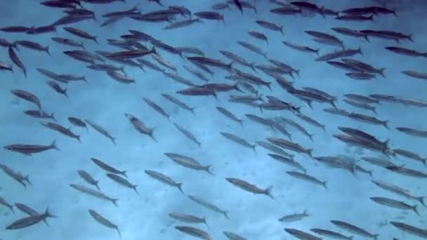 Škola Barakudských Ryb Mořský Život Portugalsku Tropických Vodách — Stock video