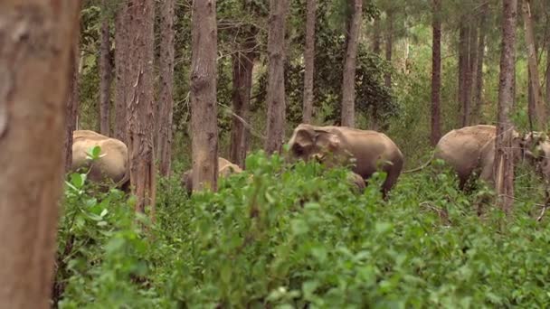 Familia Elefantes Selva Tailandesa Sea Testigo Belleza Natural Los Elefantes — Vídeos de Stock