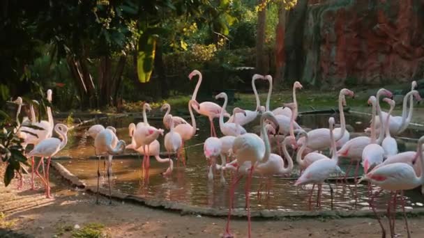Graceful Pink Caribbean Flamingos Pie Estanque Tailandia Abierto Zoo Park — Vídeos de Stock