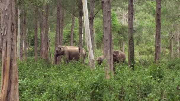 泰国自然公园里的亚洲象 茂密的丛林里有许多快乐的野生哺乳动物 宝宝和一群人一起探索荒野 — 图库视频影像