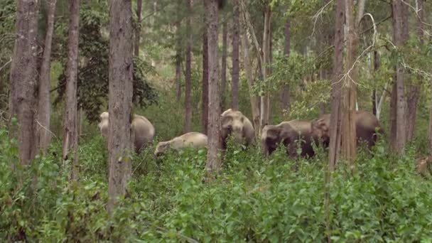 泰国荒野中的亚洲象群 在热带雨林中体验到厚皮的力量 热带旅游中的一群雄伟的动物 — 图库视频影像