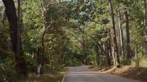 Прогулка Лесу Живописная Поездка Тихой Сельской Дороге Окруженная Возвышающимися Деревьями — стоковое видео