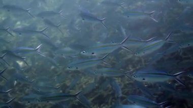 Derin okyanus sularında mavi çizgili balık sürüsü. Deniz yaban hayatı ve su altı çeşitliliği kavramı.