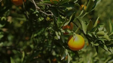 Güneşli bir günde meyve bahçesindeki dalda olgun portakal ya da mandalın yakın çekimi, sulu vitaminler ve tatlı tatlar, taze ve sağlıklı tropikal ekinler.