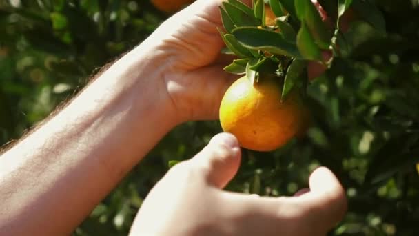 Narancssárga Vagy Mandarin Közelsége Gyümölcsös Kertben Napsütéses Napon Ágakról Lógó — Stock videók
