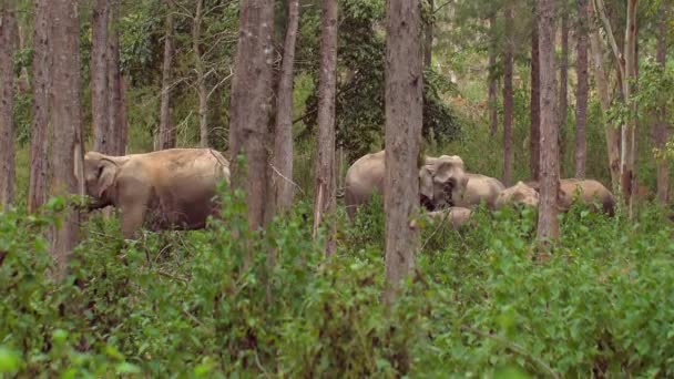 タイの熱帯雨林で母と若い象 緑豊かな風景の中に強い絆 野生の象の家族の魔法を体験する — ストック動画