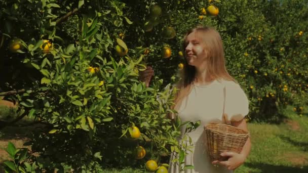 Mulher Adulta Desfrutando Tangerina Fresca Árvore Pomar Alimentos Orgânicos Saudáveis — Vídeo de Stock