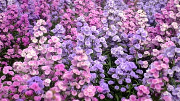 紫色の野生の花のフィールドは その鮮やかな色と繊細な花を見ることができます 花は穏やかに風に揺れ その甘い香りが空気を満たしています 自然の平和をリラックスして楽しむ — ストック動画