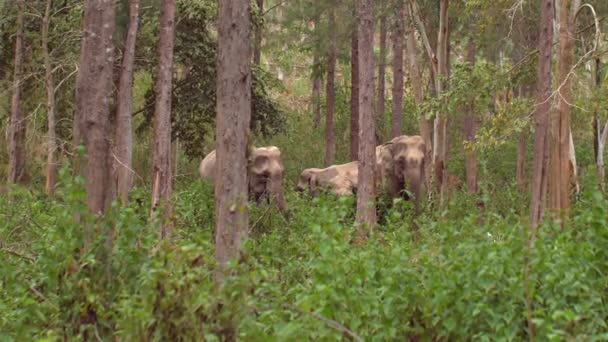 Tajski Słoń Naturalnym Środowisku Piękna Kość Słoniowa Bujnej Dziczy Bądź — Wideo stockowe