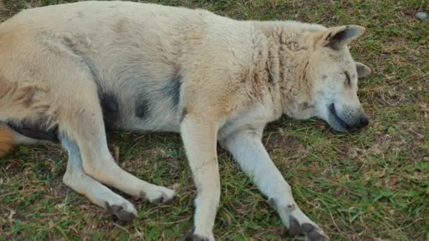 Spokojny Pies Śpiący Spokojnie Trawie Naturalnym Otoczeniu Świeżym Powietrzu Chwila — Wideo stockowe