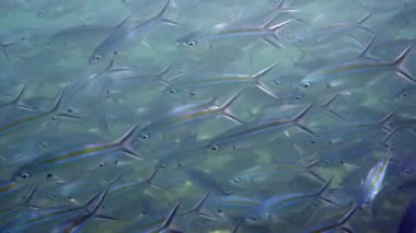 Canlı mercan resifleri arasında yüzen mavi çizgili balıklardan oluşan renkli bir okulun olduğu sualtı sahnesi. Deniz biyolojik çeşitliliği ve sualtı güzelliği kavramı.