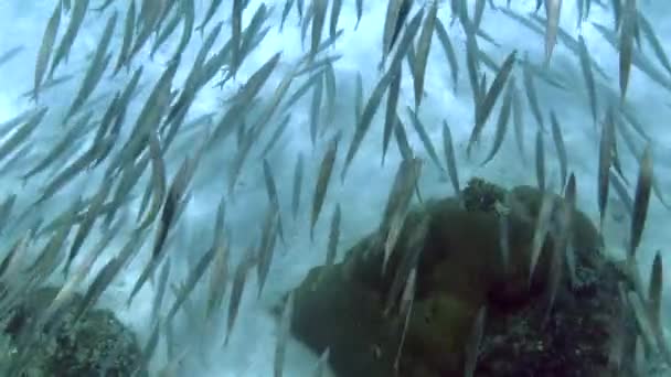 Arrecife Submarino Con Escuela Peces Barracuda Nadando Profundo Mar Azul — Vídeos de Stock