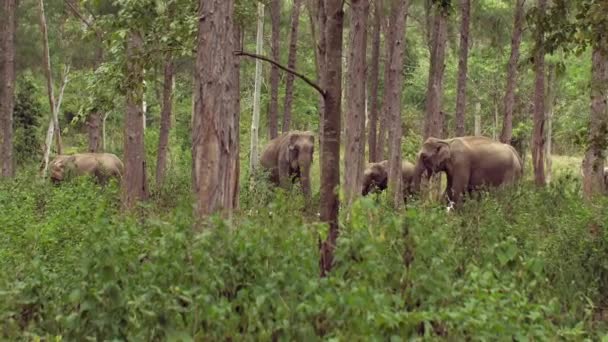 Graciösa Asiatiska Elefanter Thailand Dessa Vänliga Jättar Promenerar Genom Den — Stockvideo