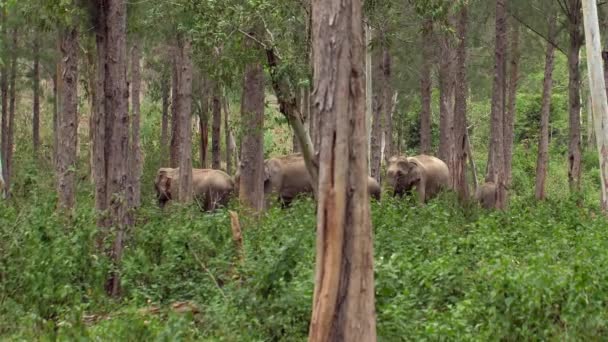 Família Elefantes Asiáticos Selva Bebê Bonito Explora Floresta Tropical Com — Vídeo de Stock