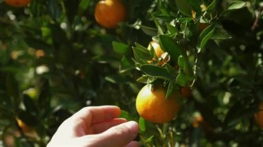 Meyve bahçesinde yetişir ve hasat edilir, olgun portakallı ve mandalinalı narenciye ağaçları sergilenir. Organik, sürdürülebilir tarım, taze, sağlıklı meyveler parlak renkler ve lezzetli aromalar..