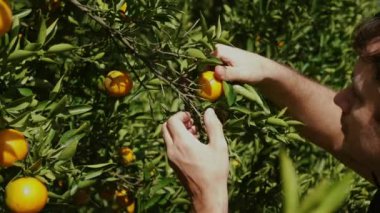 Bir adam gözlerini kapatır ve canlı yeşil bir daldan koparılmış taze mandalinanın tatlı narenciye kokusunu alır. Güneşin öptüğü meyve sabah çiğ tanesiyle parıldıyor. Lezzet vaadi..