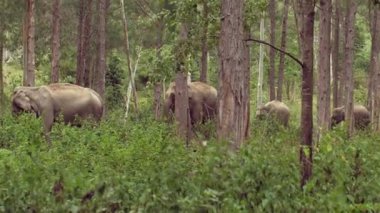 Asya fillerinin fildişi fildişleri. Bu muhteşem yaratıklara yaklaşın ve etkileyici dişlerine hayret edin. Tayland 'da nesli tükenmekte olan türler için bir sığınak..