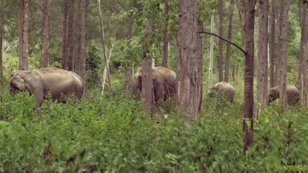 Ιβουάρ Τασκιά Ασιατών Ελεφάντων Πλησιάστε Αυτά Υπέροχα Πλάσματα Και Θαυμάστε — Αρχείο Βίντεο