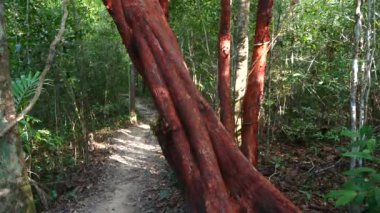Bereketli yeşillikler ve çarpıcı kırmızı kabuklu ağaçlarla çevrili sakin bir orman yolu ve doğa ile bağlantı hissi veriyor. Çevresel koruma ve doğal manzaralar.