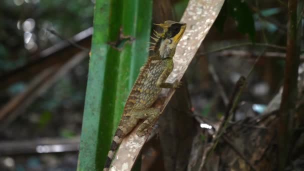 Lézard Camouflé Perché Sur Branche Dans Forêt Tropicale Humide Mettant — Video