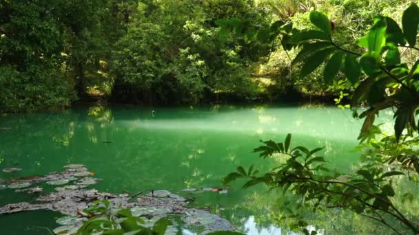 Lagoa Tranquila Cercada Por Vegetação Exuberante Almofadas Lírio Florescentes Ambiente — Vídeo de Stock