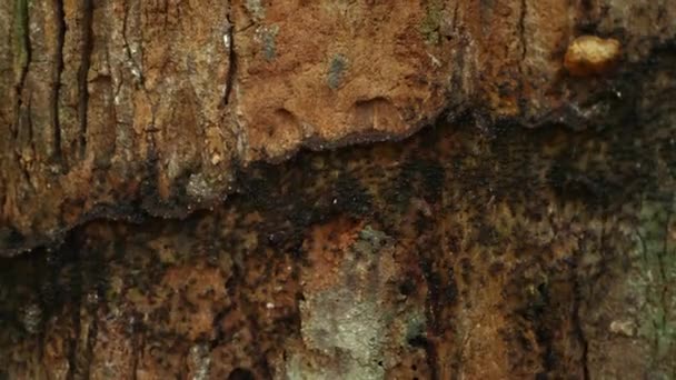 蚂蚁在粗壮的树上活动的特写镜头 树皮内的蚂蚁体现了复杂的自然表面 性质和质感 — 图库视频影像