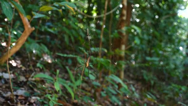 Spider Weaving Intricate Web Amidst Lush Greenery Dense Forest Detail — Stock Video