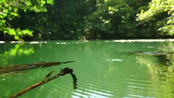 Lagoa Floresta Tranquila Cercada Por Vegetação Exuberante Oferecendo Ambiente Natural — Vídeo de Stock